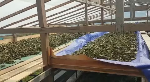 Drying Kratom Leaves