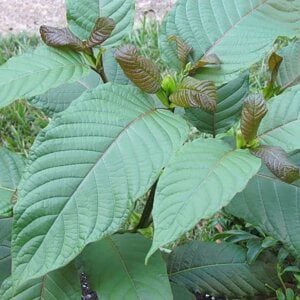 Fair Trade Kratom Leaves.