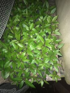 Kratom Seedlings in Indonesia Ready for Planting.