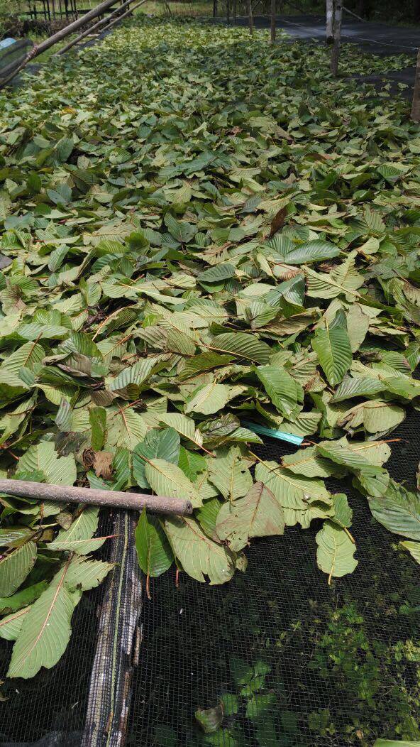 Kratom-Leaves-drying | Christopher's Organic Botanicals