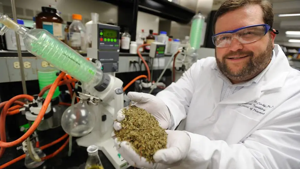 Christopher McCurdy kratom science University of Florida holding kratom leaves in his hand in a lab