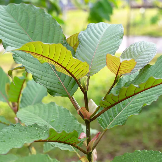 Christophers Kratom Story. Kratom plant with leaves and red vein