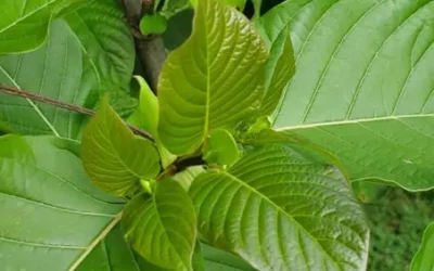 Our Kratom tree from Southeast Asia Indonesia
