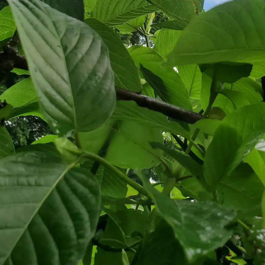 Cultivating Kratom: A Comprehensive Guide to Growing Kratom Trees.