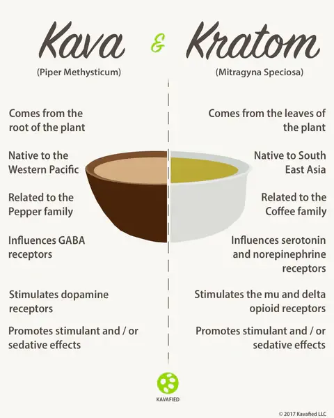 kava vs kratom image Kavafied. Kratom vs Kava what are the differences? Image showing the differences between kava and kratom