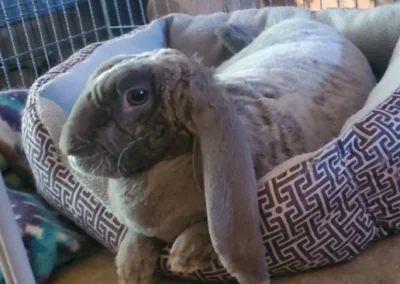 hatter the rabbit laying down in his big grey snuggie enjoying his life