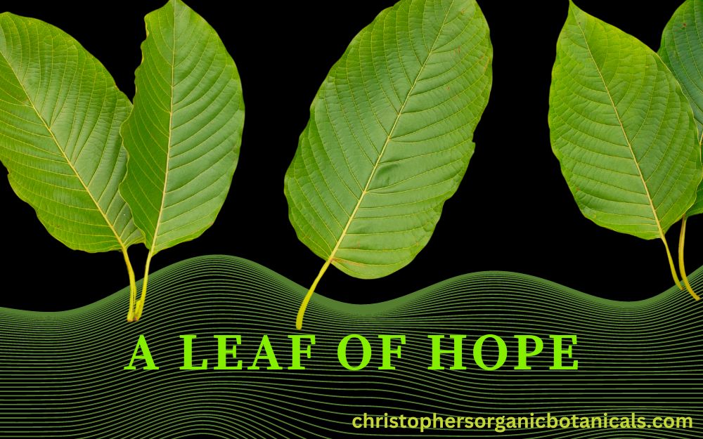 A Leaf of Hope: Documentary on Indonesian Kratom Farmers.