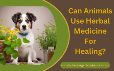 Can Animals Use Herbal Medicine for Healing?