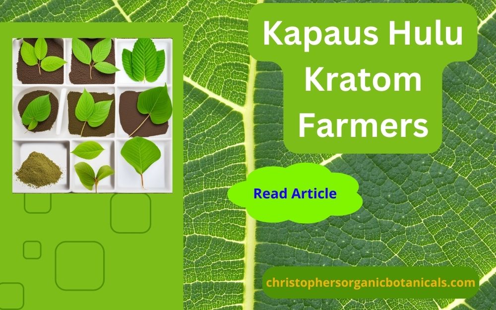 Meet Kapuas Hulu's Kratom farmers: dedicated cultivators of premium kratom leaves, thriving in Indonesia's rich, biodiverse environment for quality harvest.