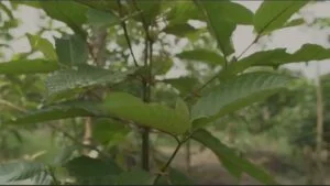 A close-up of fresh green kratom leaves on a kratom tree under a cloudy sky, showcasing the natural leaf patterns and textures.