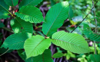 Current Kratom Regulations in Thailand