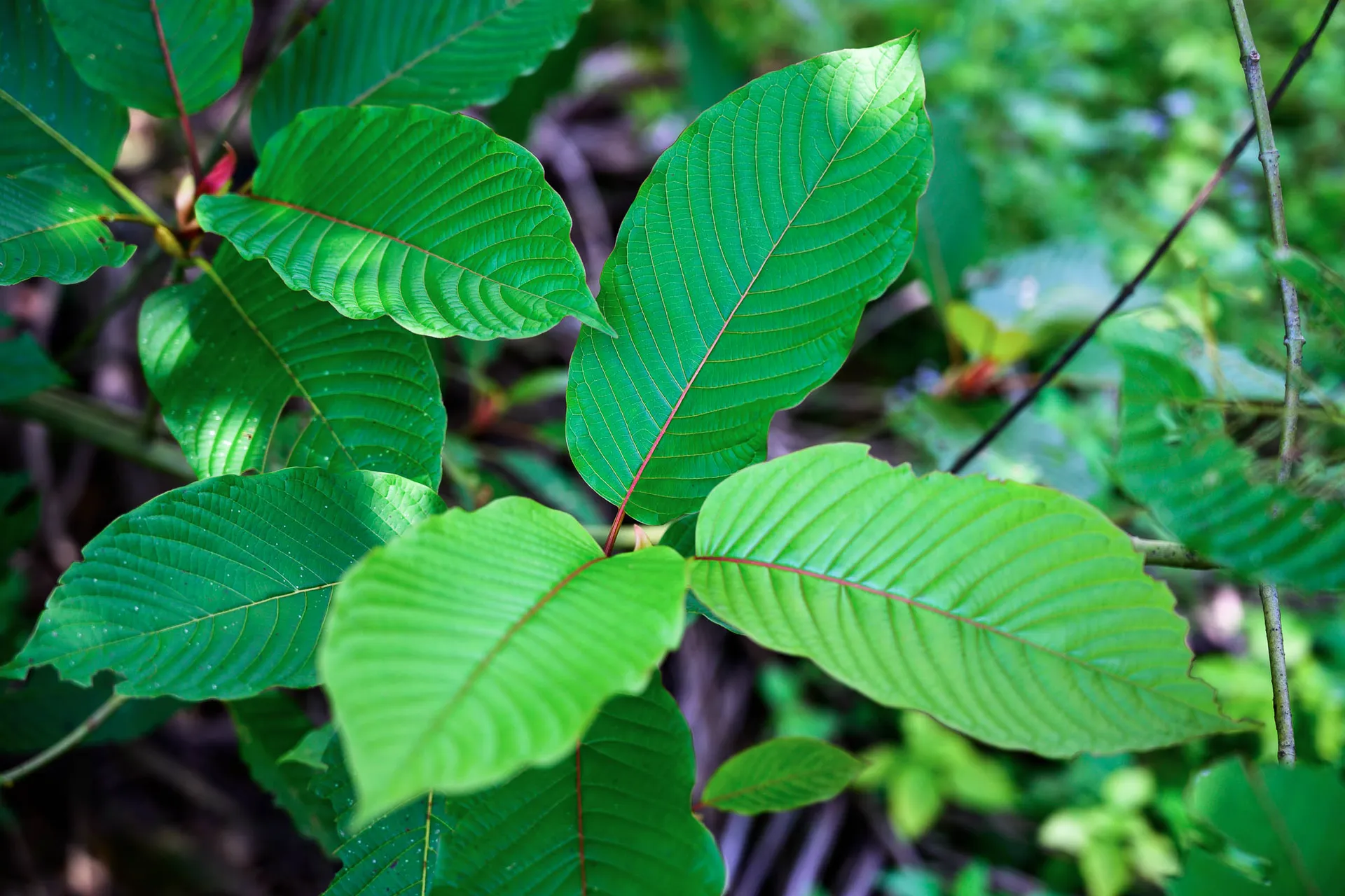 Kratom leaves representing Thailand's current kratom regulations.