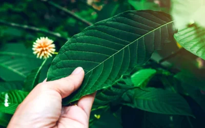 What is Kratom? Find Out What Kratom Is Exactly