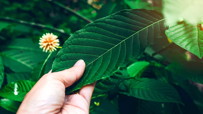 Kratom: Exploring Its Roots and Benefits